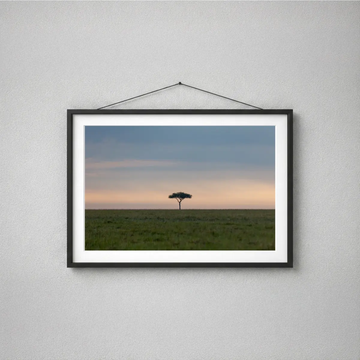 Solitary Acacia