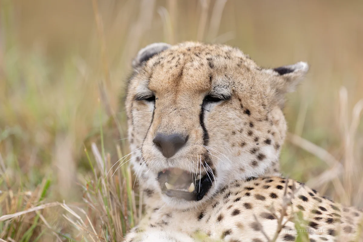 Cheetah Day — frame 00