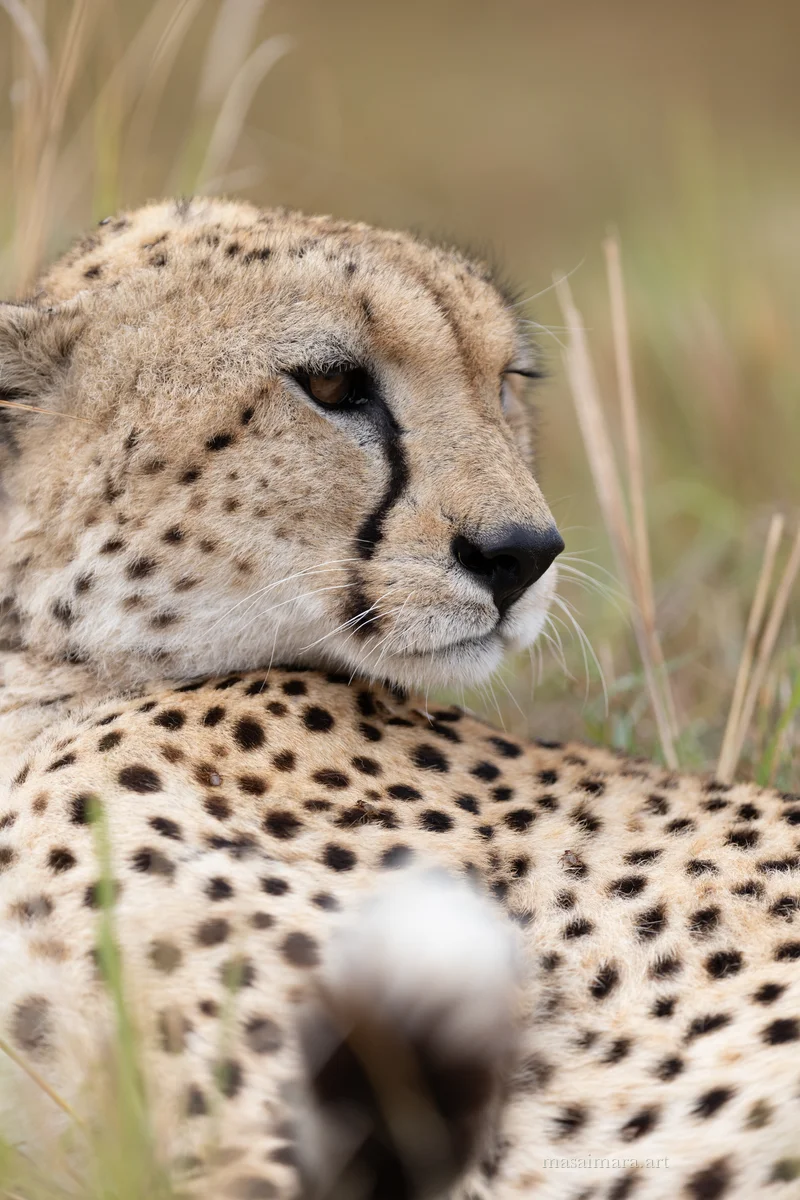 Cheetah Day — frame 01