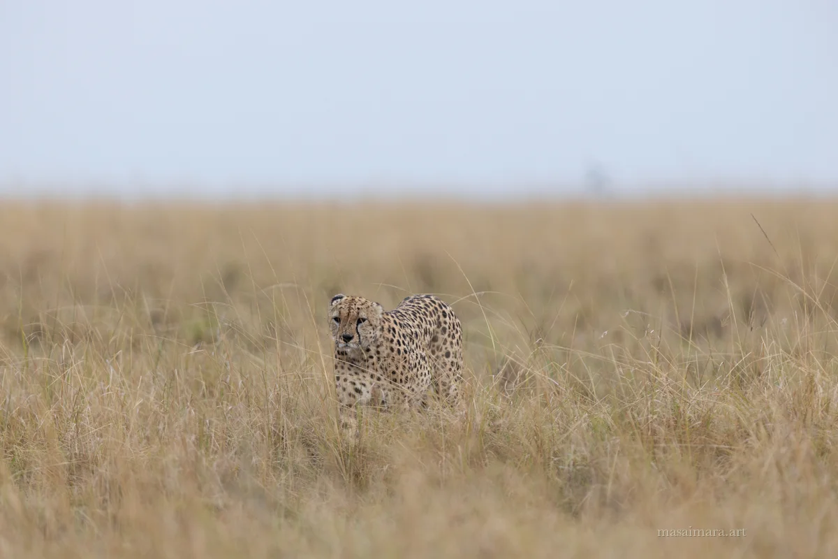 Cheetah Day — frame 02
