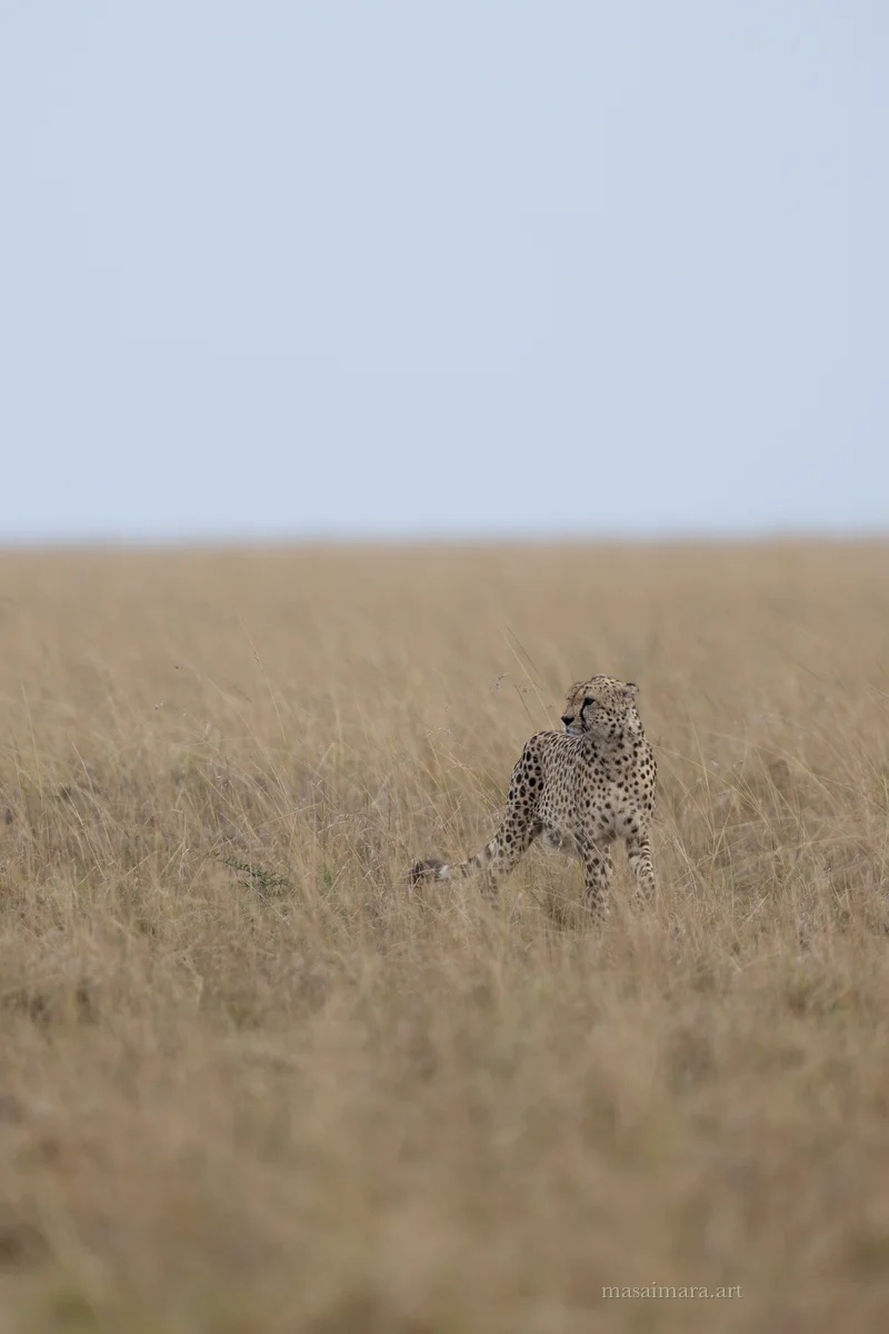 Cheetah Day — frame 03