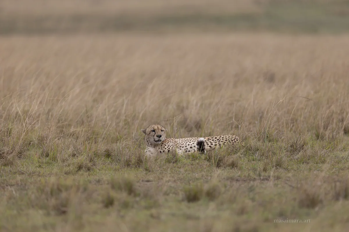 Cheetah Day — frame 04