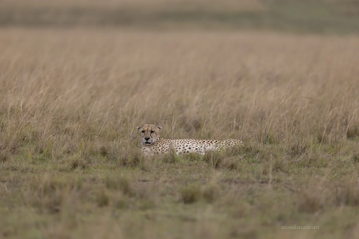 Cheetah Day — frame 05