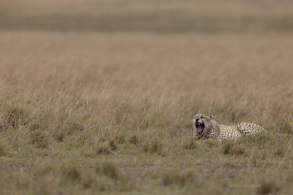 Cheetah Day — frame 06