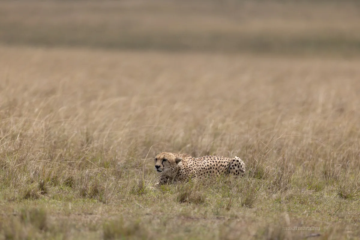 Cheetah Day — frame 07