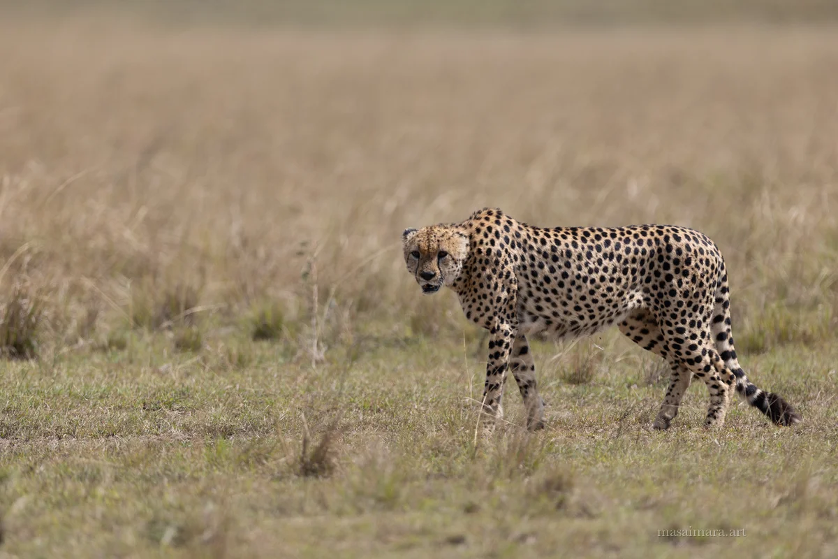 Cheetah Day — frame 08