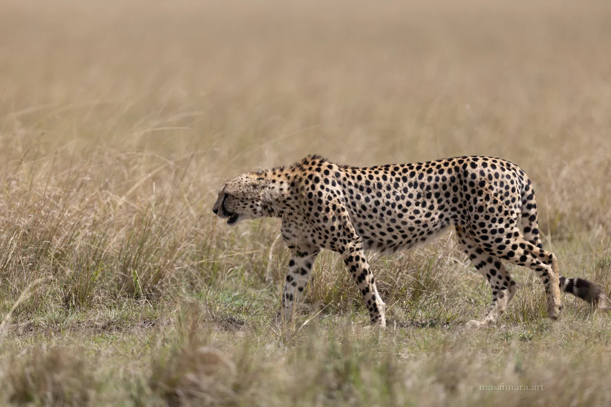 Cheetah Day — frame 09