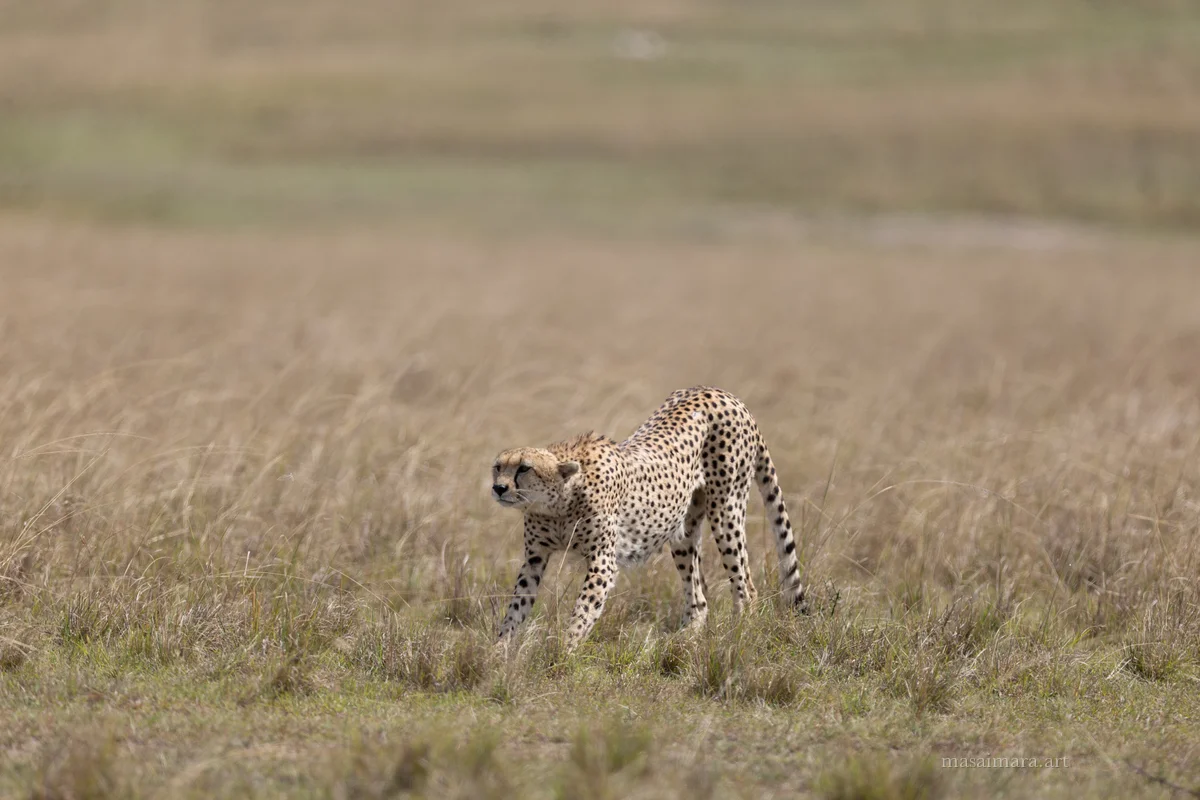 Cheetah Day — frame 10
