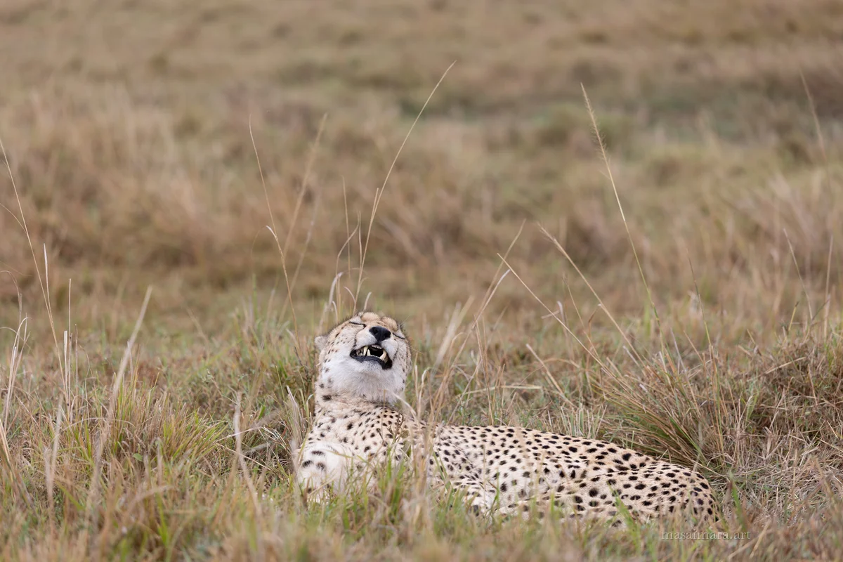 Cheetah Day — frame 11
