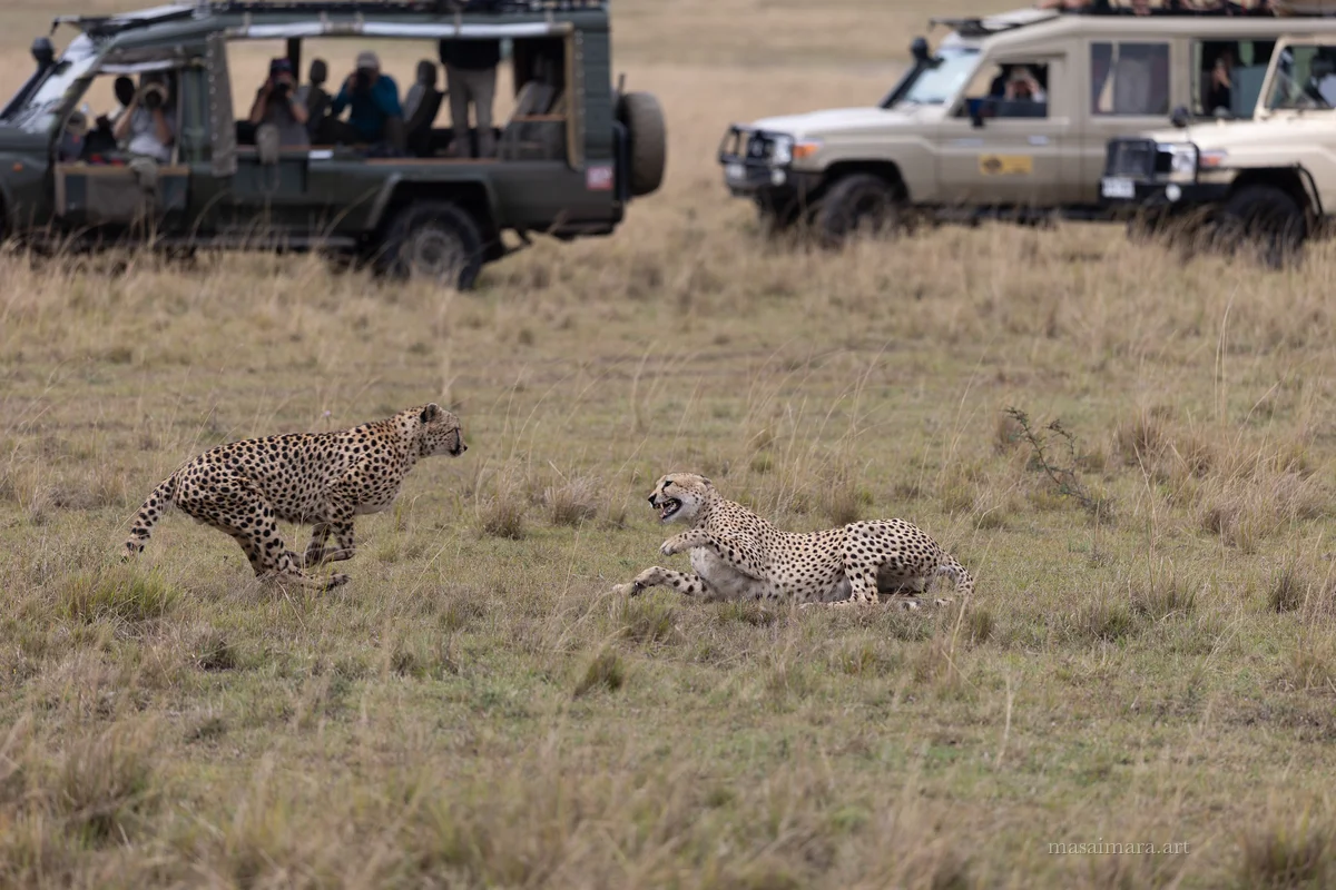 Cheetah Day — frame 12