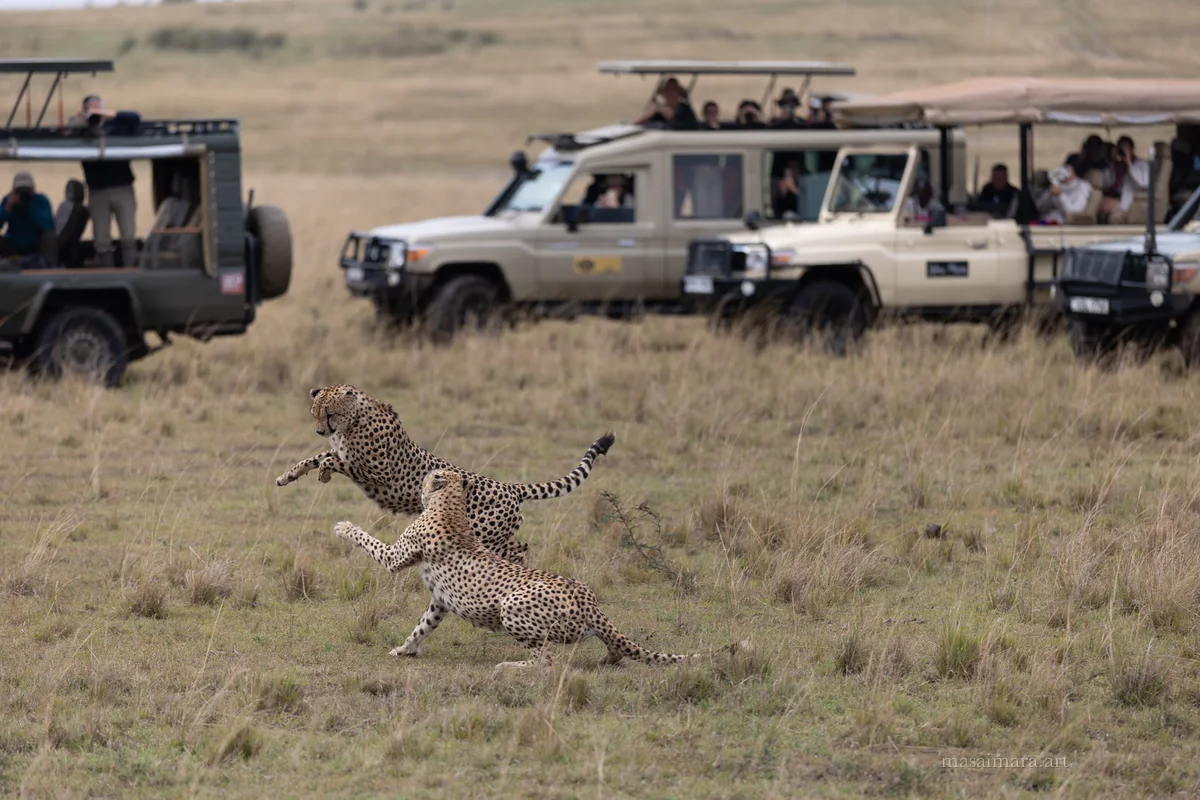 Cheetah Day — frame 13