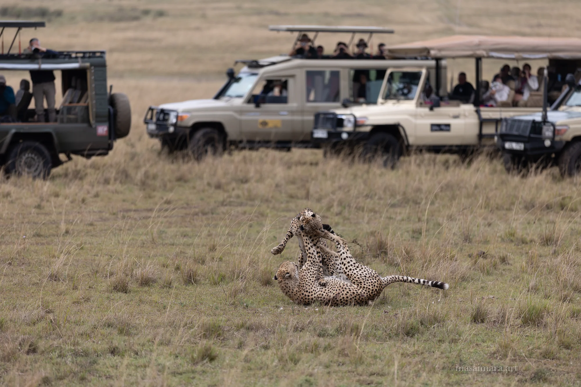 Cheetah Day — frame 14