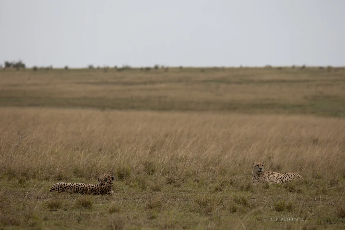 Cheetah Day — frame 15