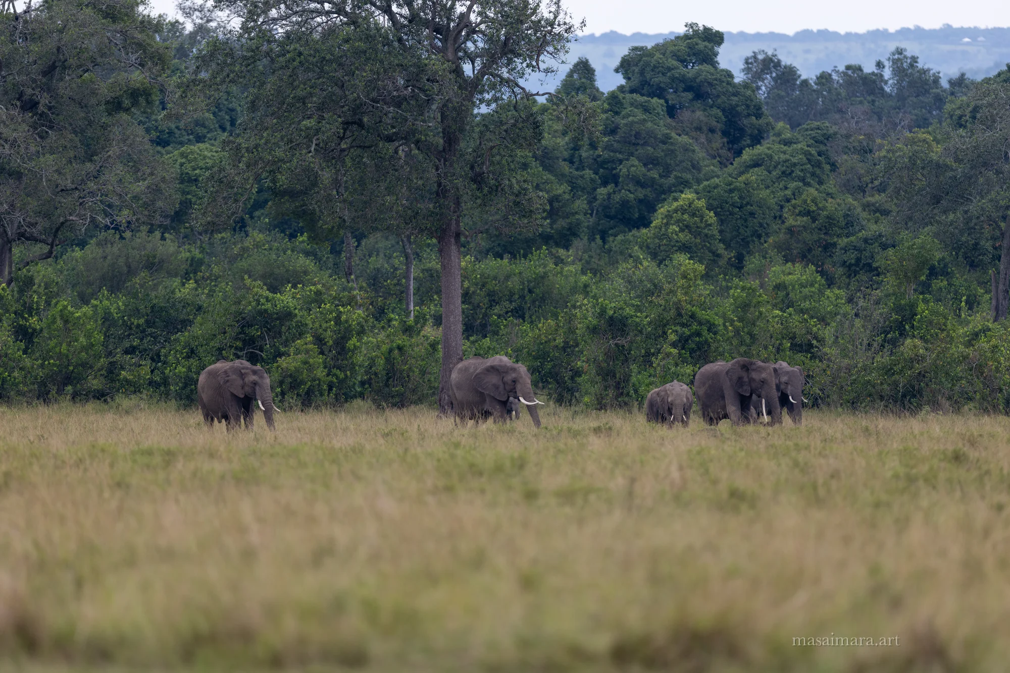 Elephants — frame 00