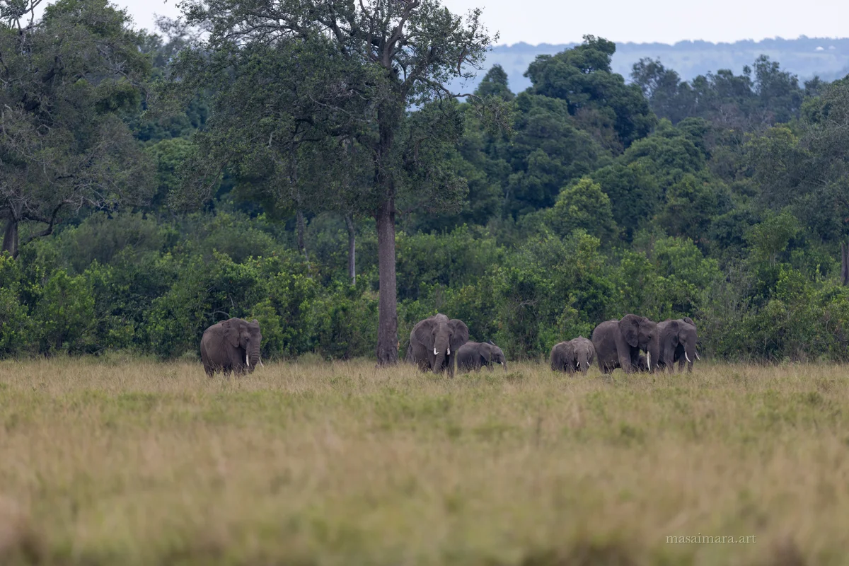 Elephants — frame 01