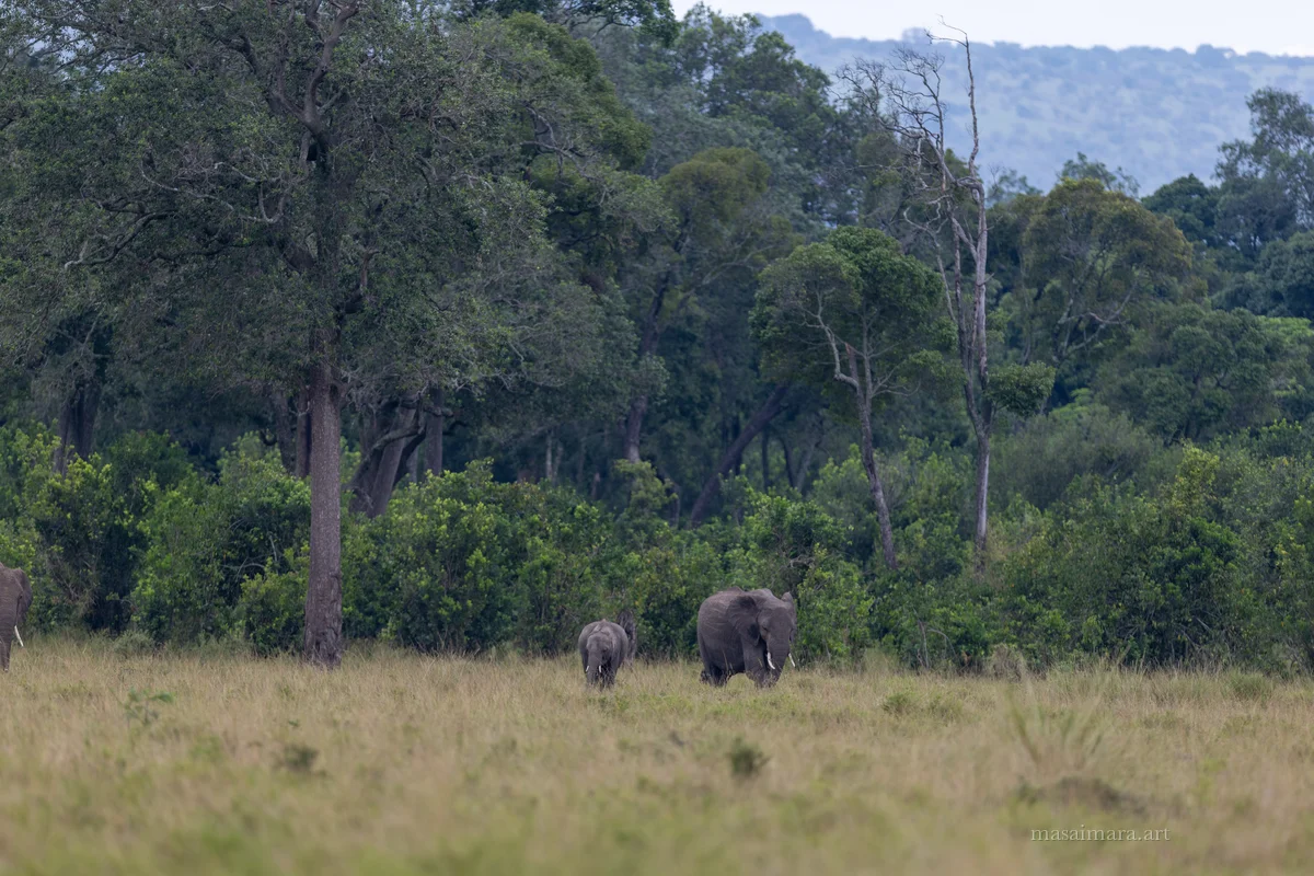 Elephants — frame 02