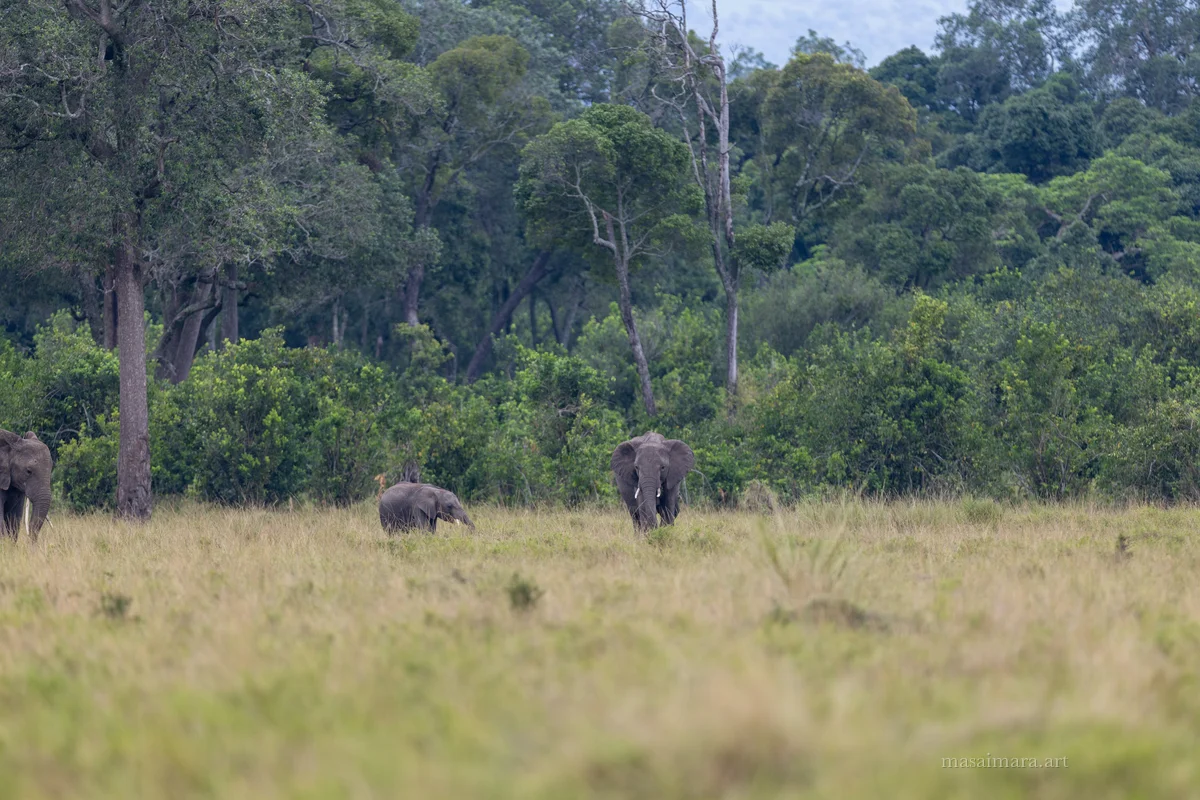 Elephants — frame 03