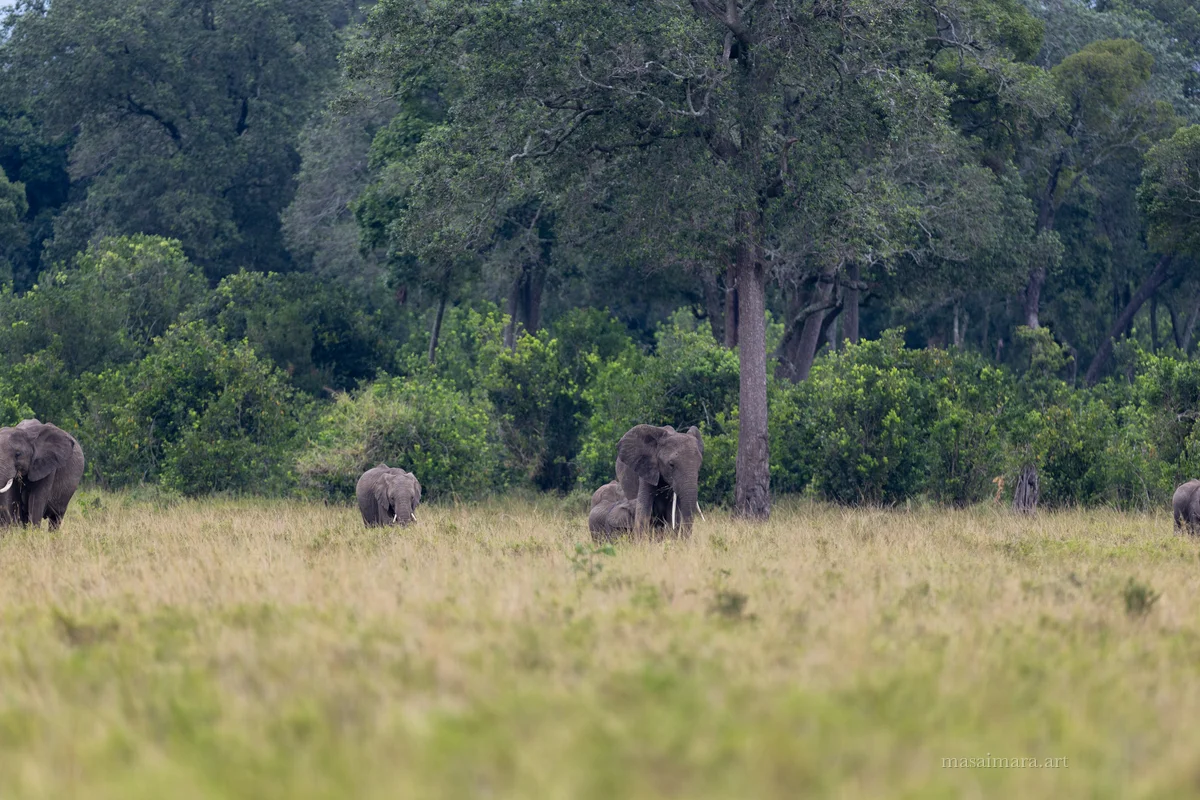 Elephants — frame 04