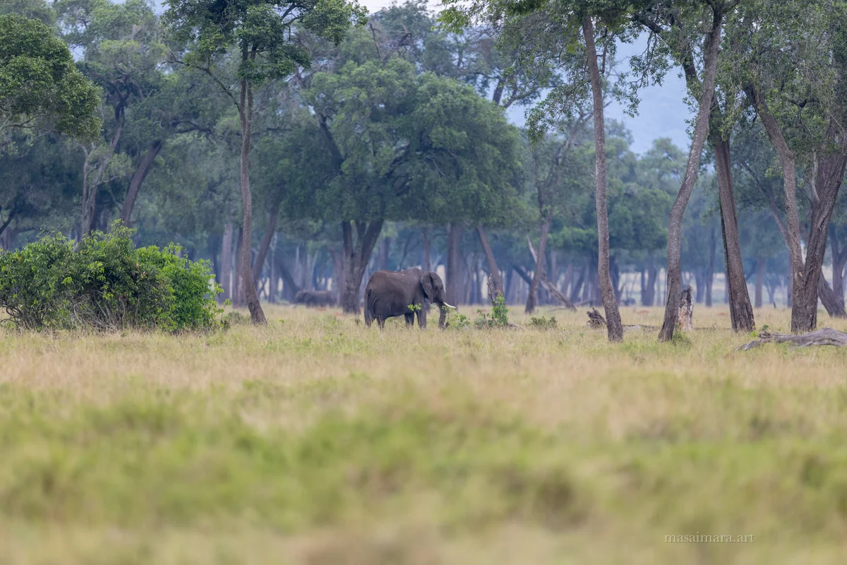 Elephants — frame 05