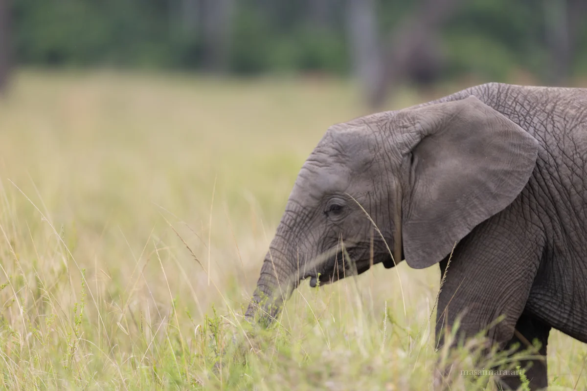 Elephants — frame 06