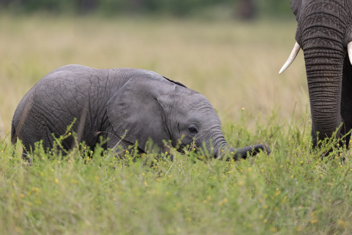 Elephants — frame 07