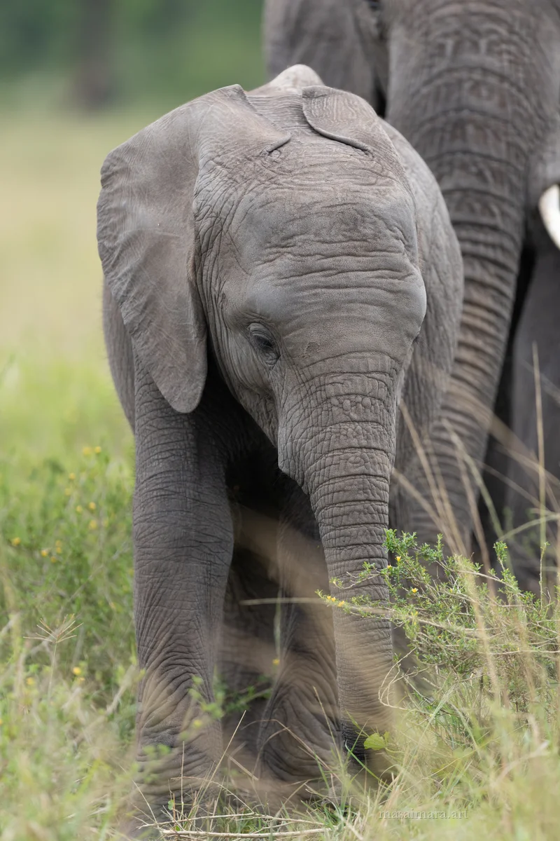Elephants — frame 08