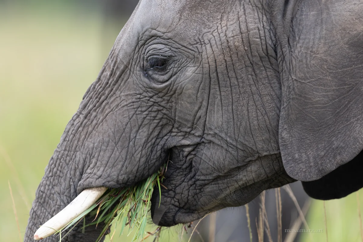 Elephants — frame 09