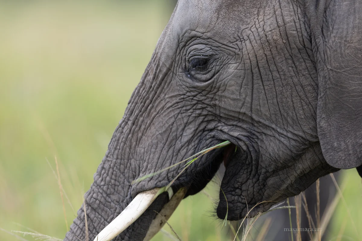 Elephants — frame 10