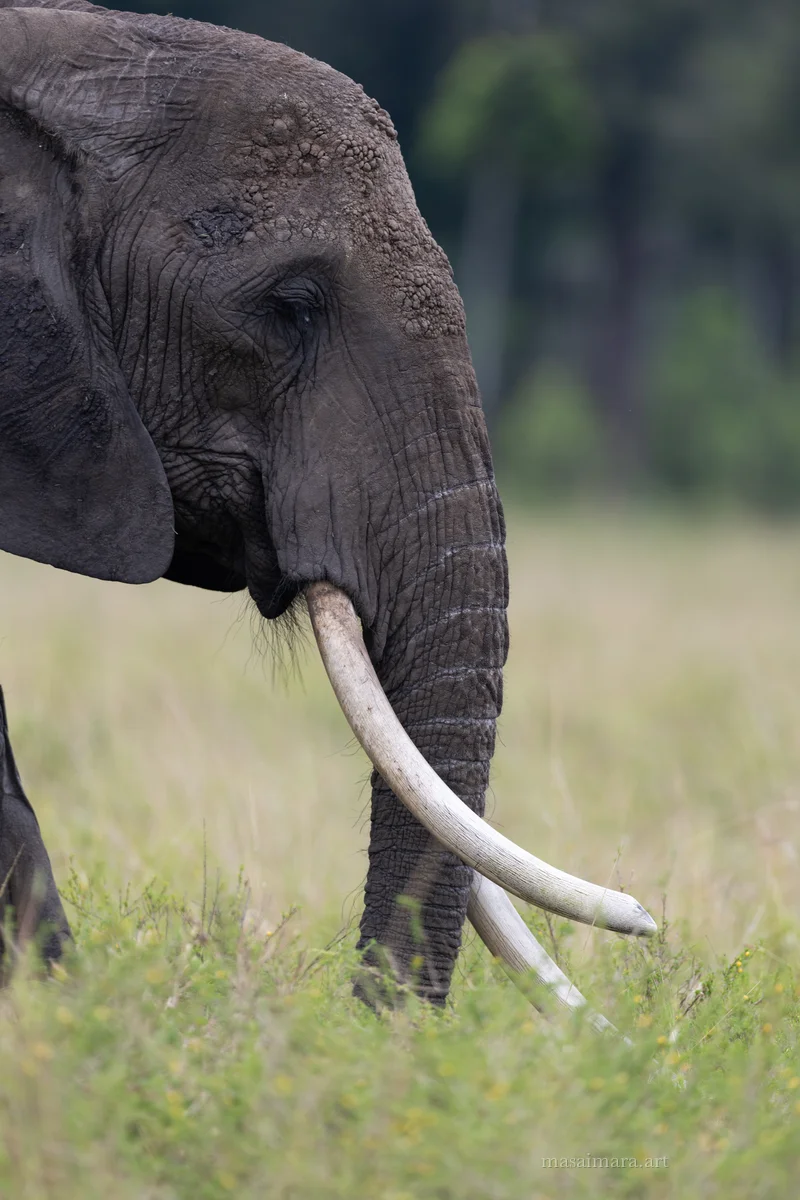 Elephants — frame 11