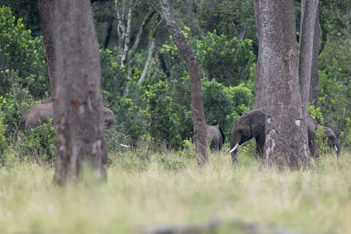 Elephants — frame 12