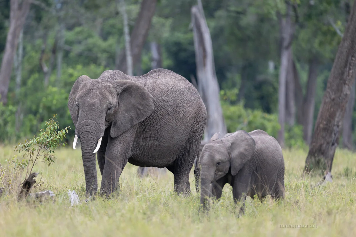 Elephants — frame 13