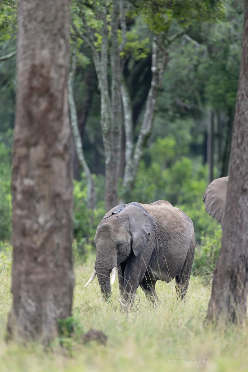 Elephants — frame 14