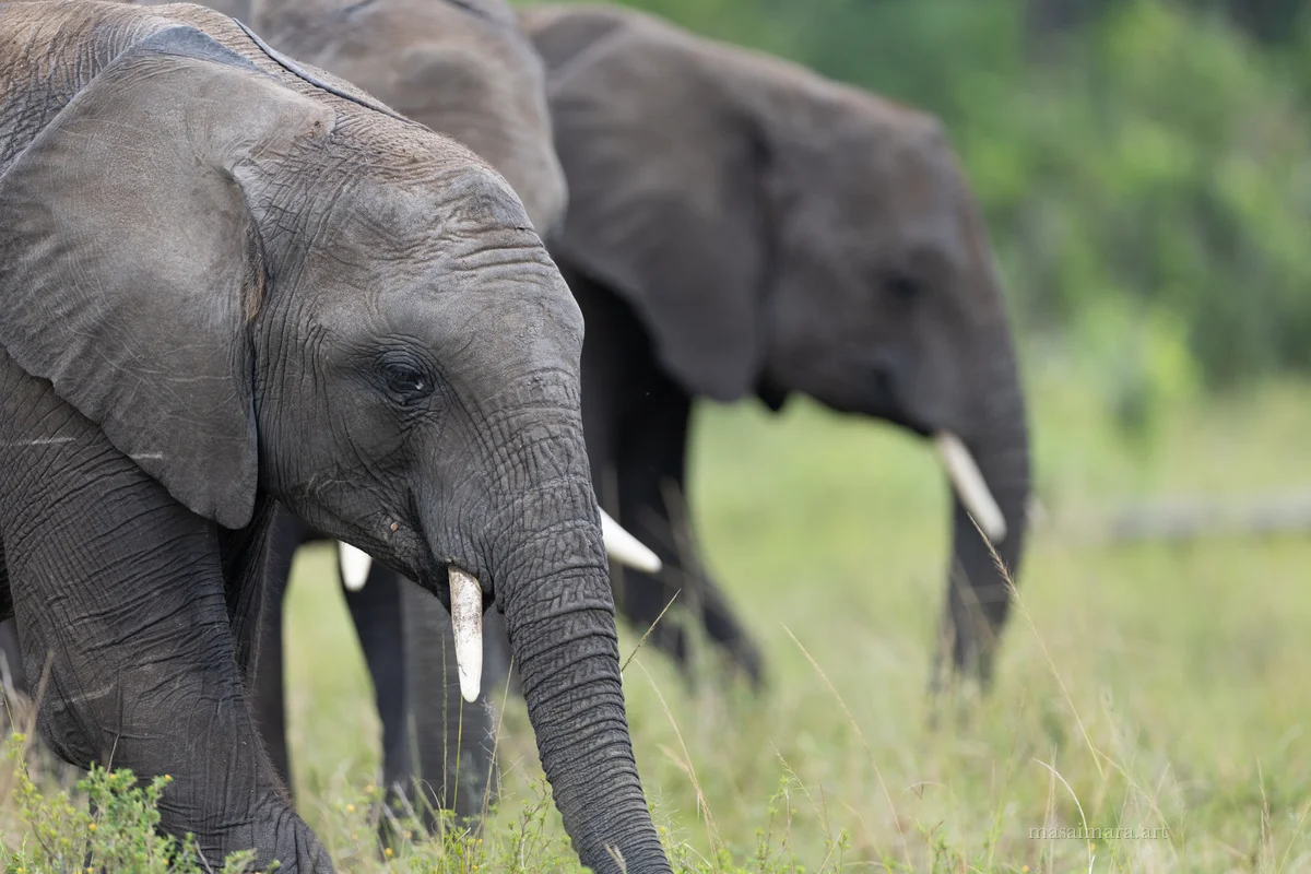 Elephants — frame 15