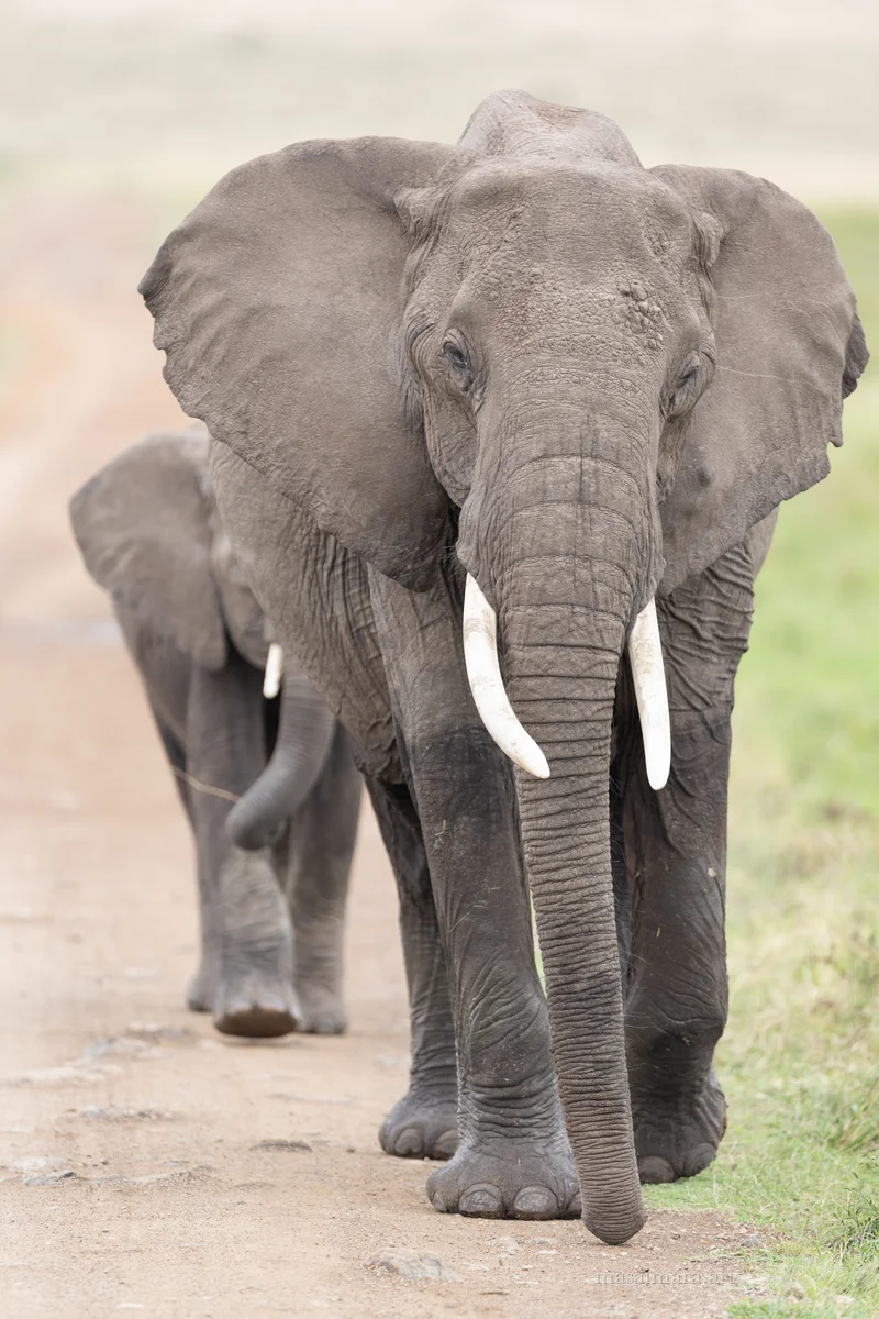 Elephants — frame 16