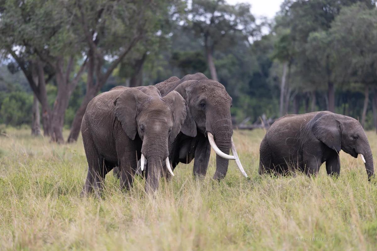 Elephants — frame 17