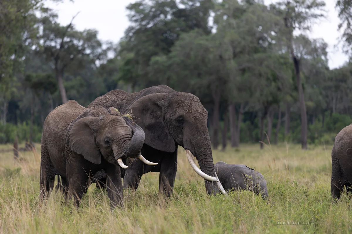 Elephants — frame 18