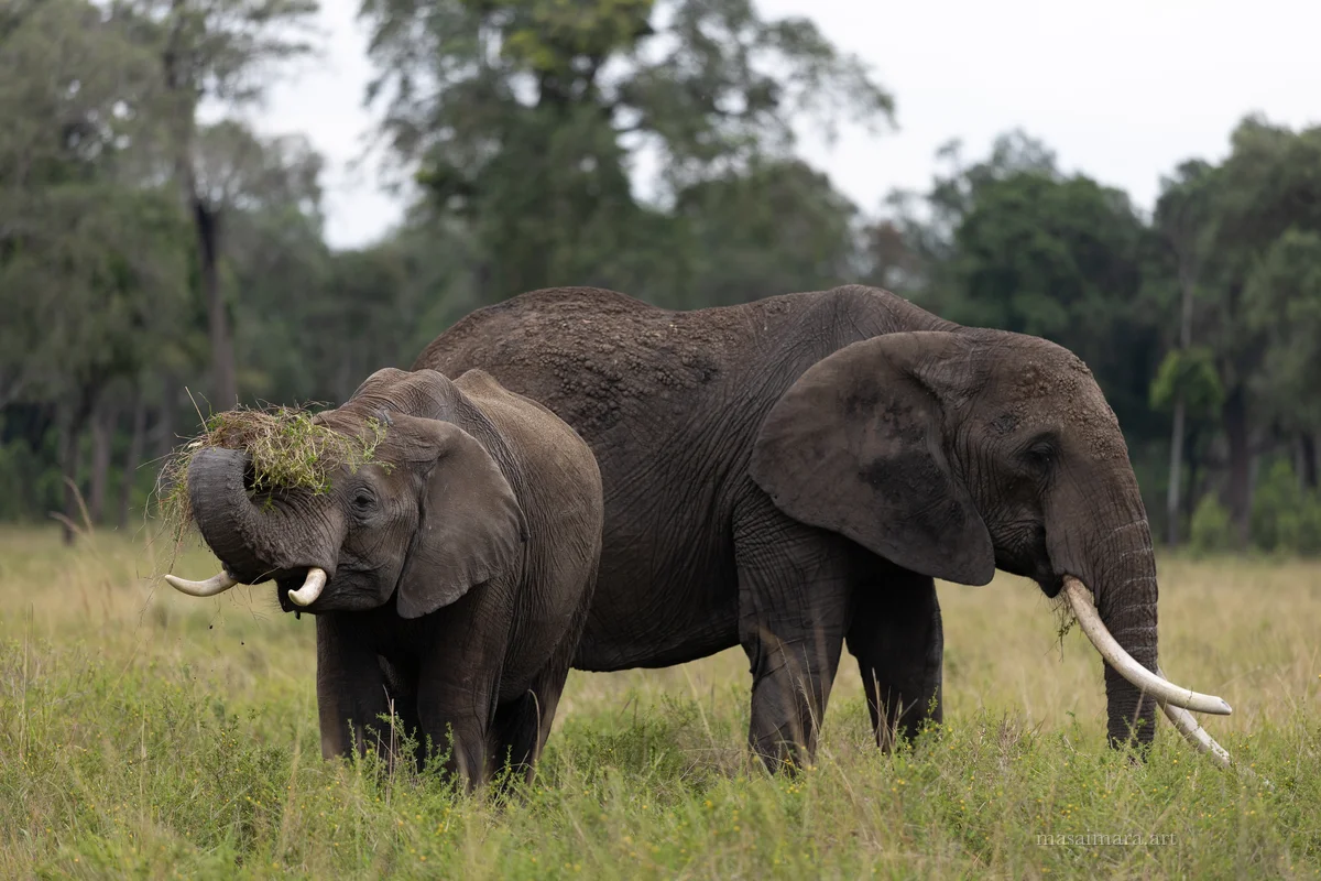 Elephants — frame 19