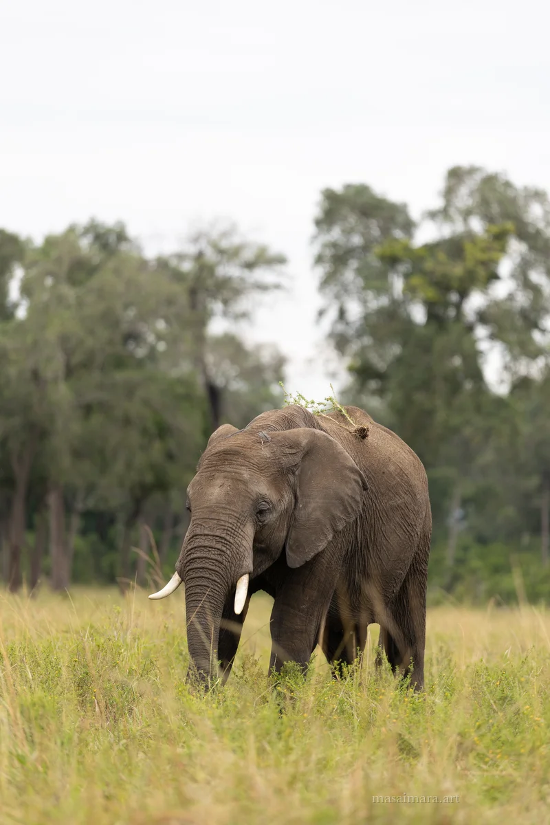Elephants — frame 20