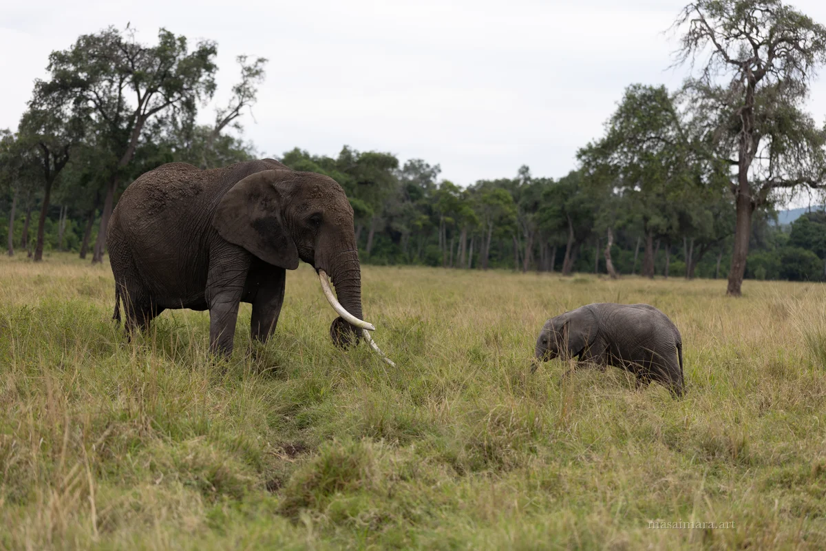 Elephants — frame 21