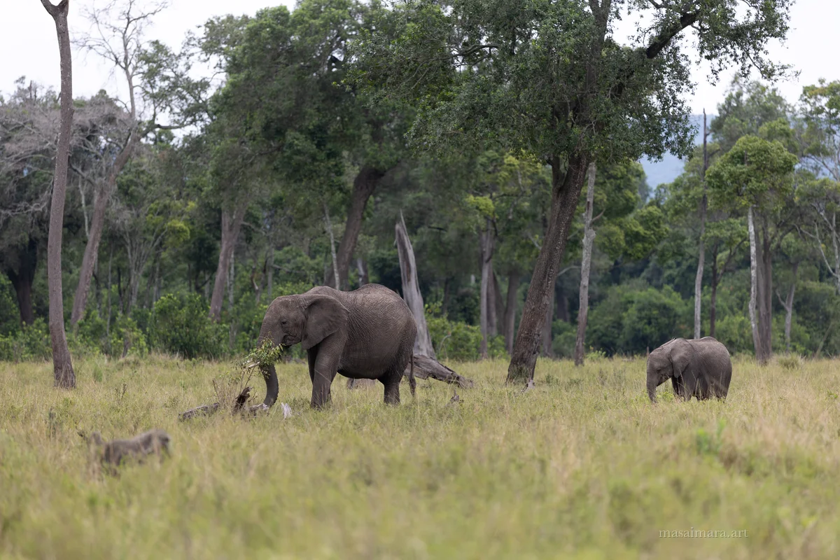 Elephants — frame 22