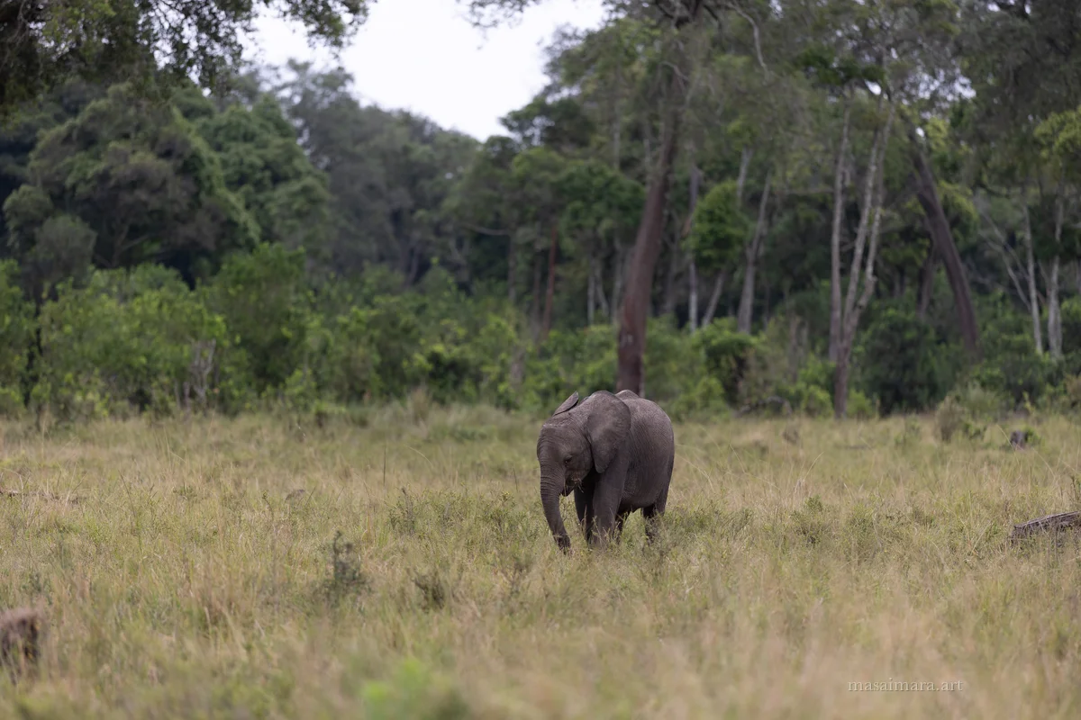 Elephants — frame 23