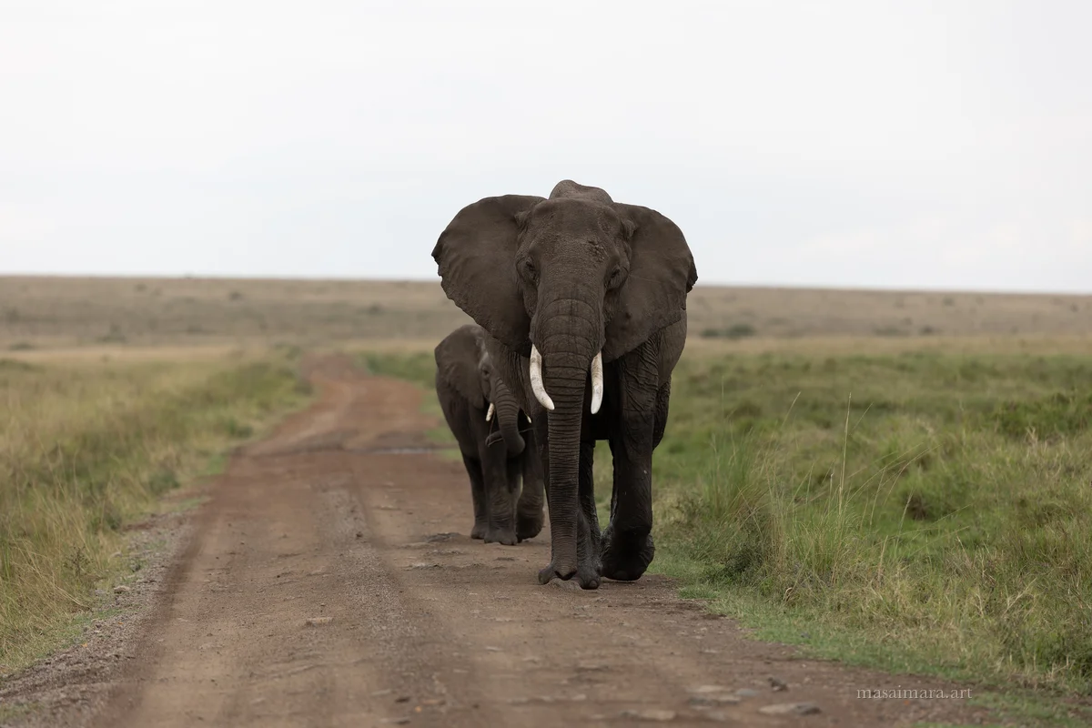 Elephants — frame 24