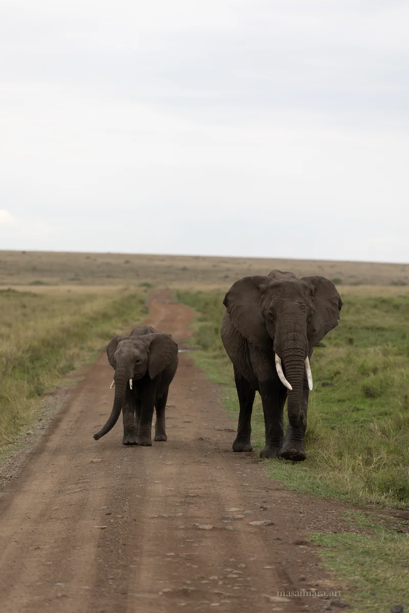 Elephants — frame 25