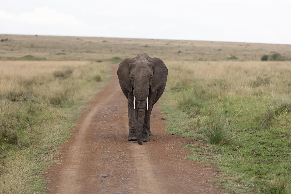 Elephants — frame 26