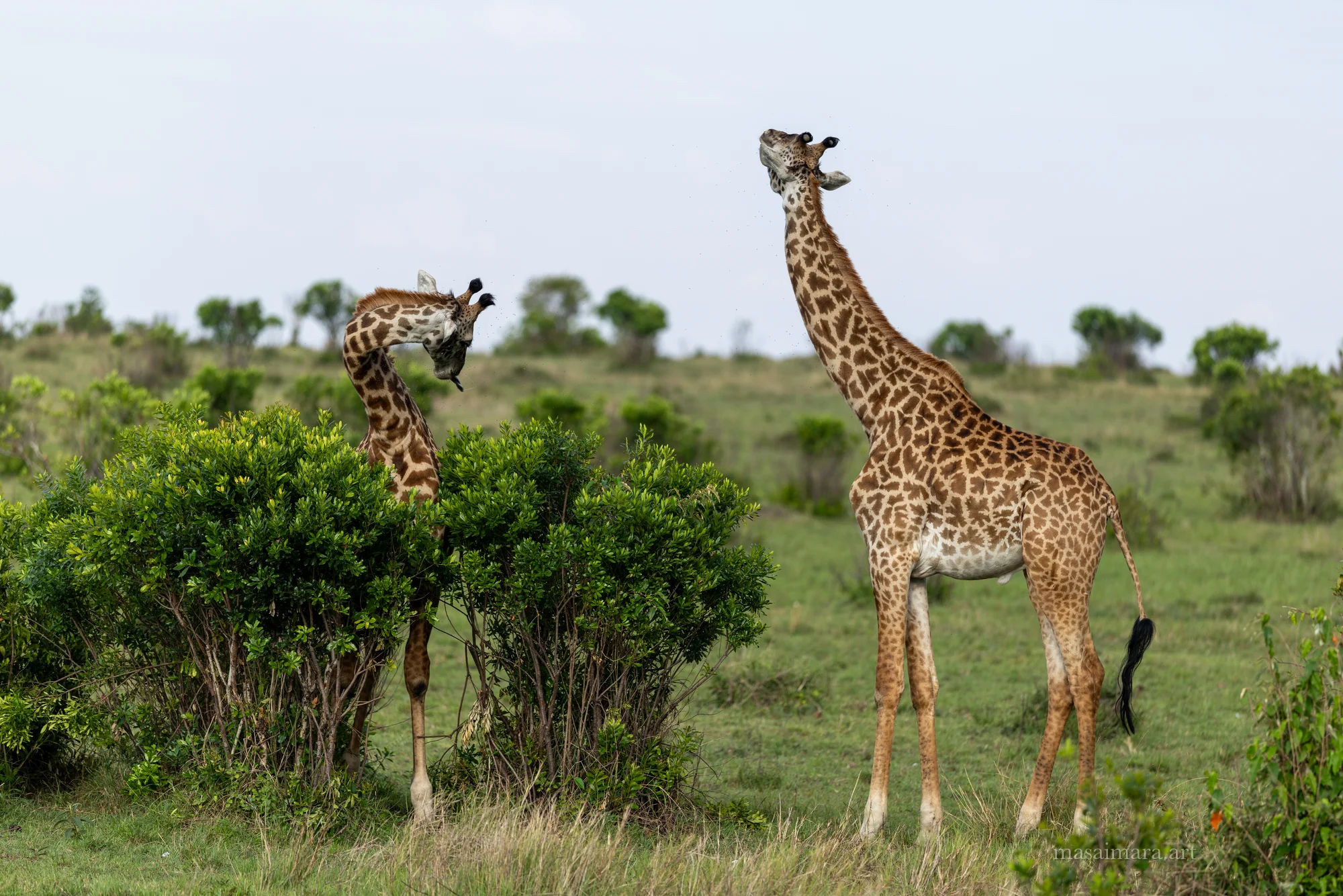 Giraffes — frame 00