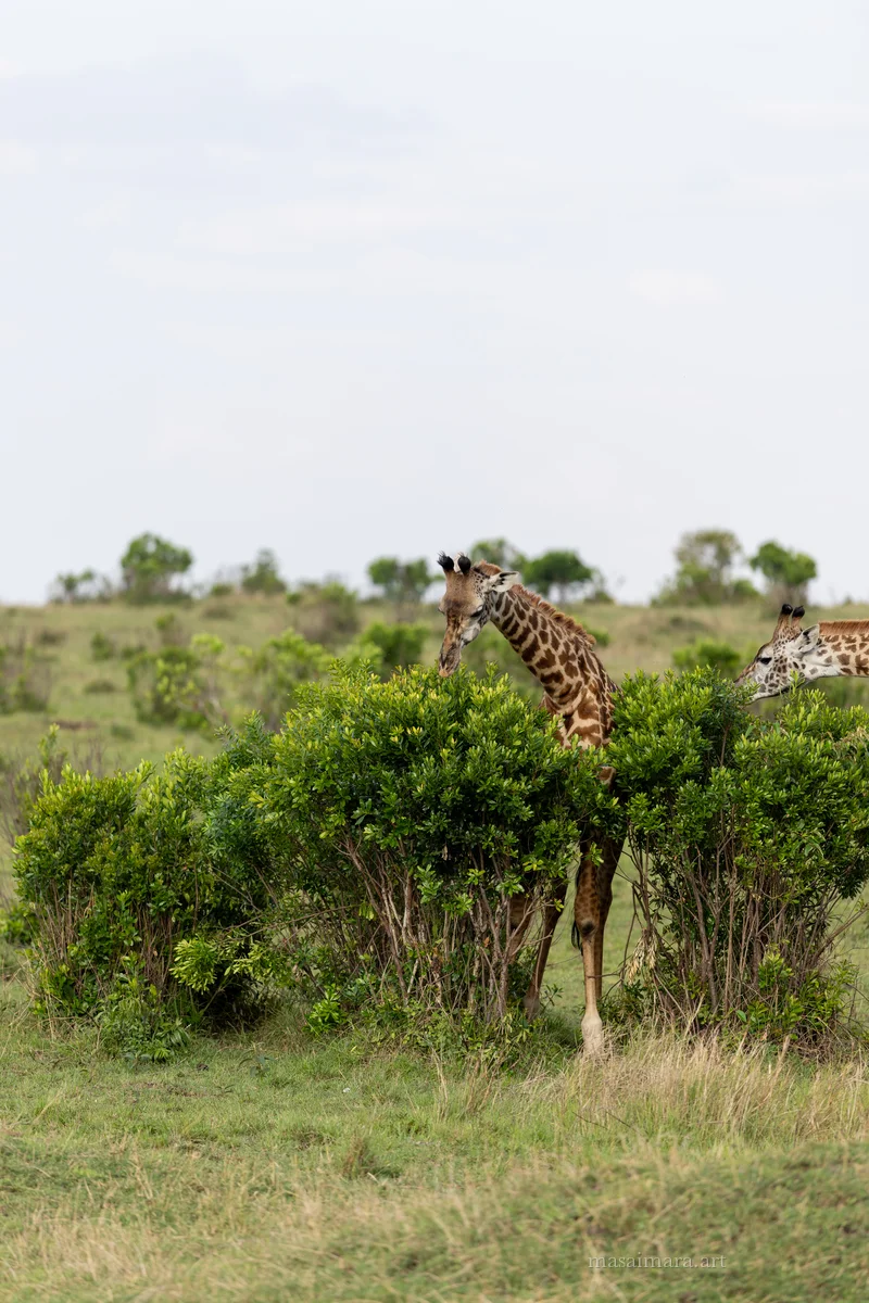 Giraffes — frame 01