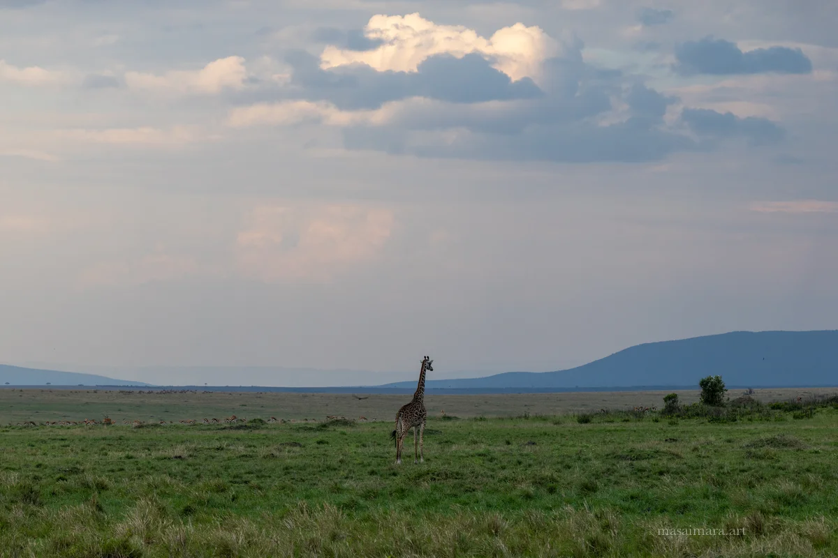 Giraffes — frame 02