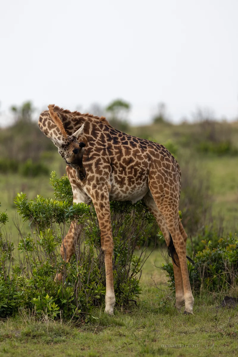 Giraffes — frame 03