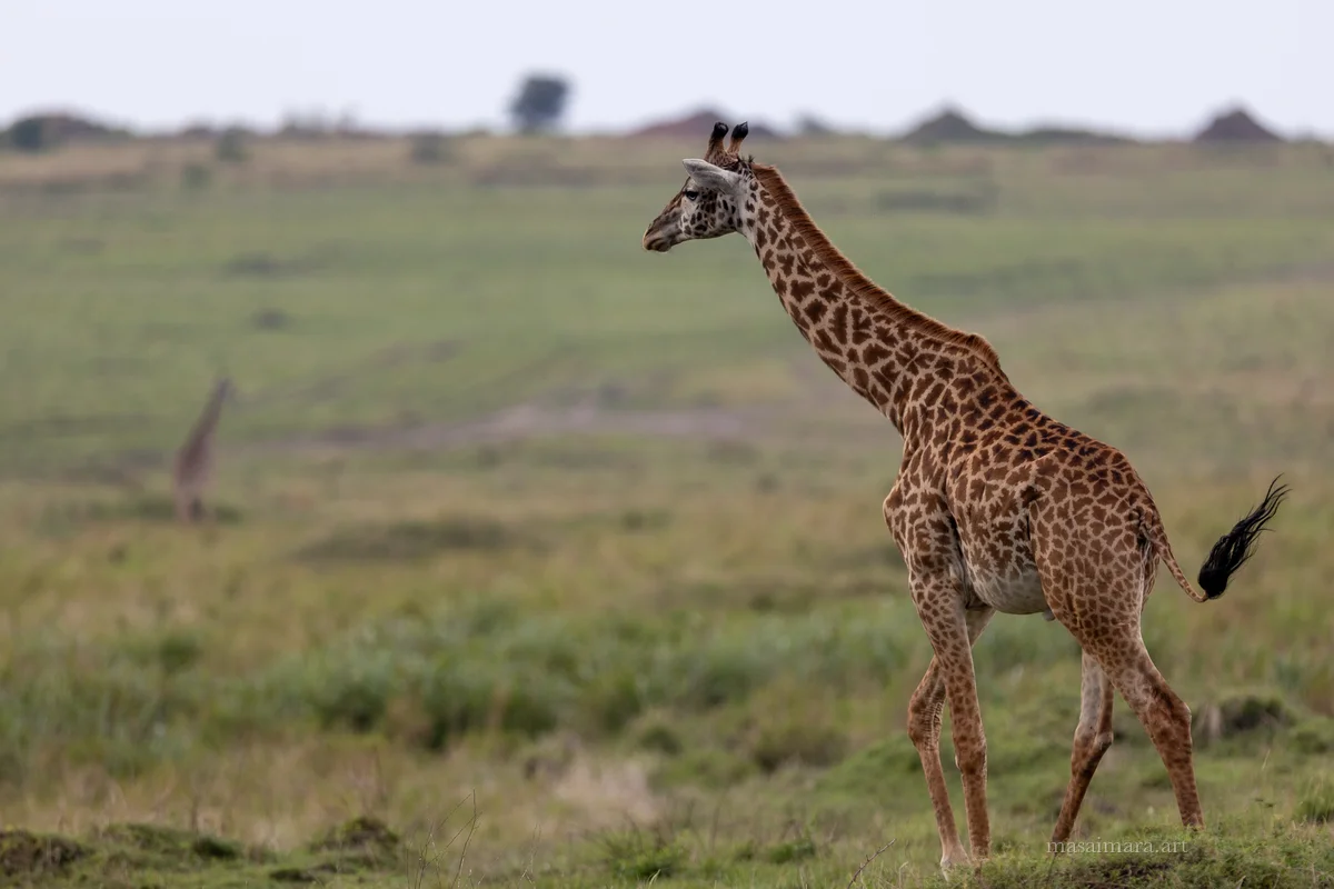 Giraffes — frame 04