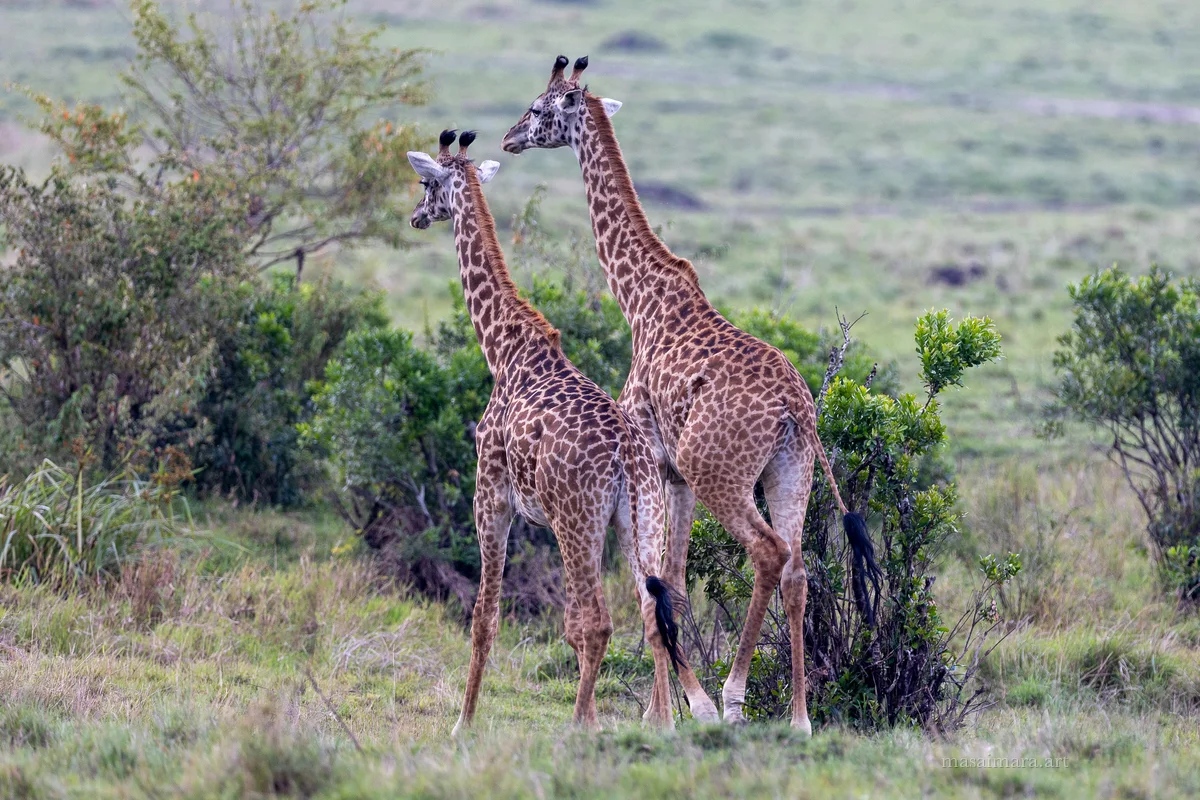 Giraffes — frame 05